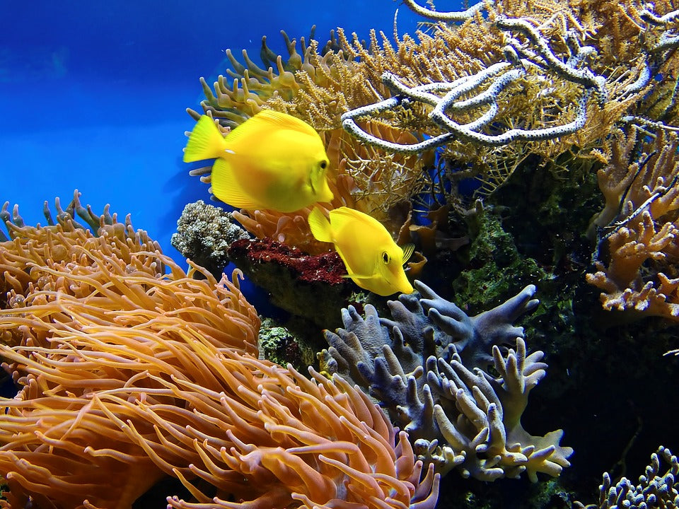 A Glimpse Into The World Of Corals